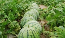 热门大瓜每日必吃大瓜合集 吃瓜爆料短剧,揭秘娱乐圈短剧爆料合集