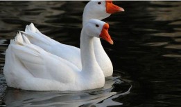 网红大鹅 吃瓜是什么意思,网红大鹅带你领略“吃瓜”文化的魅力